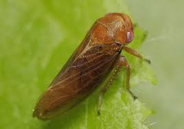 Attēlu rezultāti vaicājumam “Oncopsis sp.”