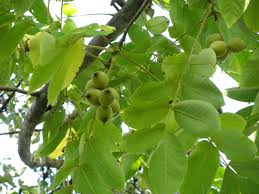 Attēlu rezultāti vaicājumam “Juglans mandshurica”