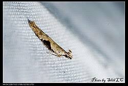 Attēlu rezultāti vaicājumam “Hypatima rhomboidella”