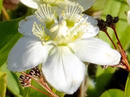Attēlu rezultāti vaicājumam “Parnassia palustris leaf”
