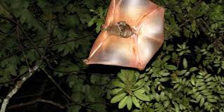 Attēlu rezultāti vaicājumam “Lycogala convexum”