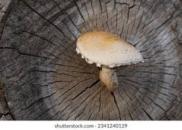 Attēlu rezultāti vaicājumam “Pholiota heteroclita”