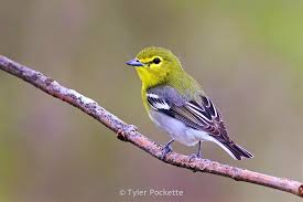 Image result for Vireo flavifrons