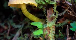 Attēlu rezultāti vaicājumam “Enteridium olivaceum”