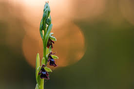 Attēlu rezultāti vaicājumam “Ophrys insectifera flower”