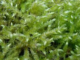 Attēlu rezultāti vaicājumam “Brachythecium rutabulum sporophyte”