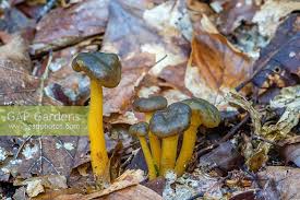 Attēlu rezultāti vaicājumam “Leotia lubrica”