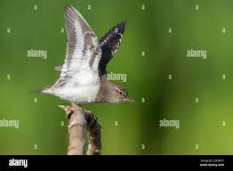 Attēlu rezultāti vaicājumam “Actitis hypoleucos adult”