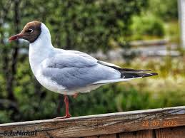 Image result for Chroicocephalus ridibundus