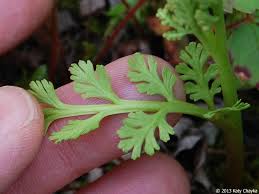 Attēlu rezultāti vaicājumam “Botrychium matricariifolium”