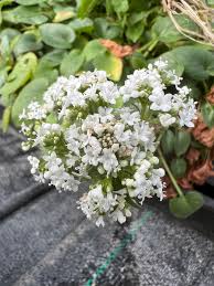 Attēlu rezultāti vaicājumam “Valerianaceae”