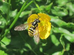 Attēlu rezultāti vaicājumam “Chrysotoxum sp.”