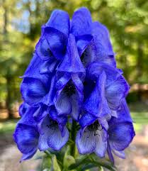 Attēlu rezultāti vaicājumam “Aconitum napellus flower”