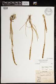 Attēlu rezultāti vaicājumam “Triglochin maritimum”