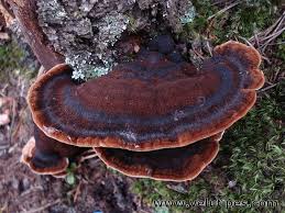 Attēlu rezultāti vaicājumam “Ischnoderma benzoinum”