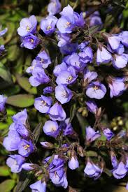 Attēlu rezultāti vaicājumam “Polemonium caeruleum leaf”