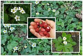 Attēlu rezultāti vaicājumam “Fragaria moschata flower”