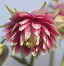 Image result for Aquilegia vulgaris `Nora Barlow`