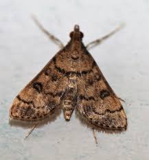 Attēlu rezultāti vaicājumam “Crambidae”