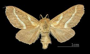 Attēlu rezultāti vaicājumam “Malacosoma castrensis larva”