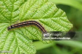 Attēlu rezultāti vaicājumam “Malacosoma neustria larva”