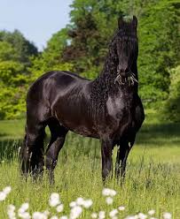 Image result for chestnut friesian