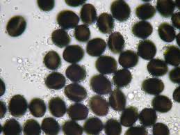 Attēlu rezultāti vaicājumam “Biscogniauxia marginata”