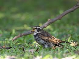 Image result for Turdus eunomus