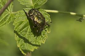 Attēlu rezultāti vaicājumam “Potosia cuprea”