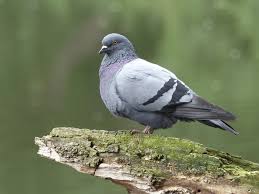 Attēlu rezultāti vaicājumam “Columba livia f. domestica”