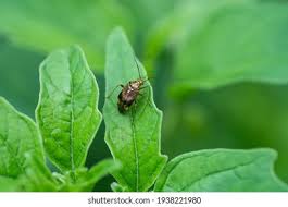 Attēlu rezultāti vaicājumam “Lygus pratensis imago”