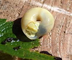 Attēlu rezultāti vaicājumam “Fruticola fruticum”