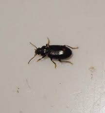 Attēlu rezultāti vaicājumam “Tachyta nana”