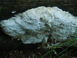 Attēlu rezultāti vaicājumam “Antrodia gossypium”