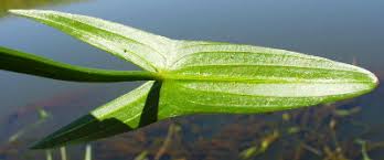 Attēlu rezultāti vaicājumam “Sagittaria sagittifolia leaf”