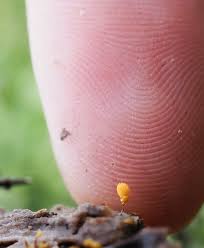 Attēlu rezultāti vaicājumam “Hemitrichia calyculata spores”