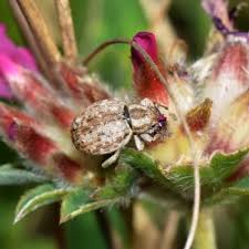 Attēlu rezultāti vaicājumam “Philopedon plagiatum”