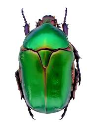 Attēlu rezultāti vaicājumam “Potosia cuprea”