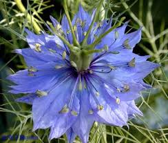 Image result for Nigella damascena