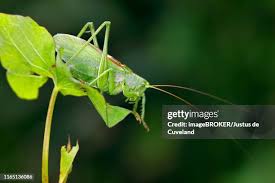 Attēlu rezultāti vaicājumam “Tettigonia cantans”