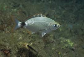 Image result for Oblada melanurus