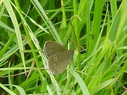 Attēlu rezultāti vaicājumam “Aphantopus hyperantus upperside”