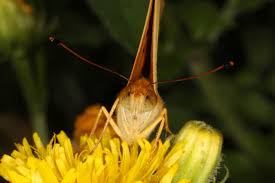Attēlu rezultāti vaicājumam “Argynnis laodice male”