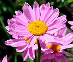 Image result for Chrysanthemum ptarmiciflorum