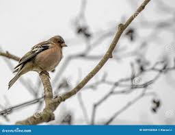 Attēlu rezultāti vaicājumam “Fringilla coelebs juvenile”