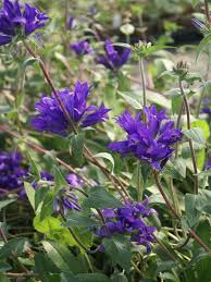 Image result for Campanula strigosa