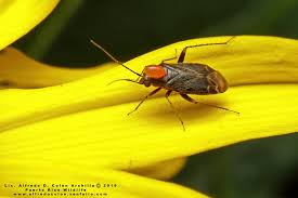 Attēlu rezultāti vaicājumam “Miridae”