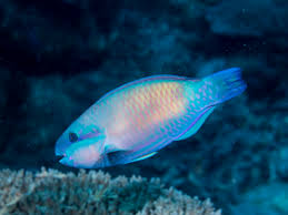 Image result for Chlorurus sordidus