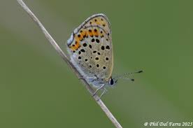 Attēlu rezultāti vaicājumam “Lycaena tityrus female”