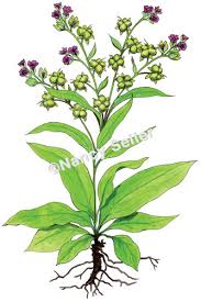 Attēlu rezultāti vaicājumam “Cynoglossum officinale”